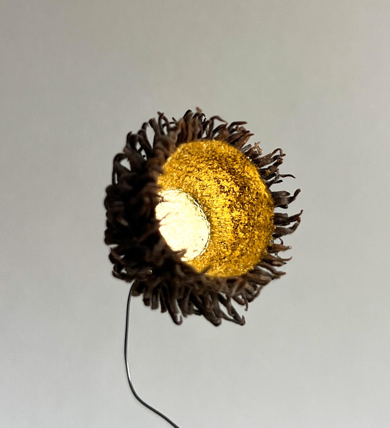 Solo Chêne – Image 3