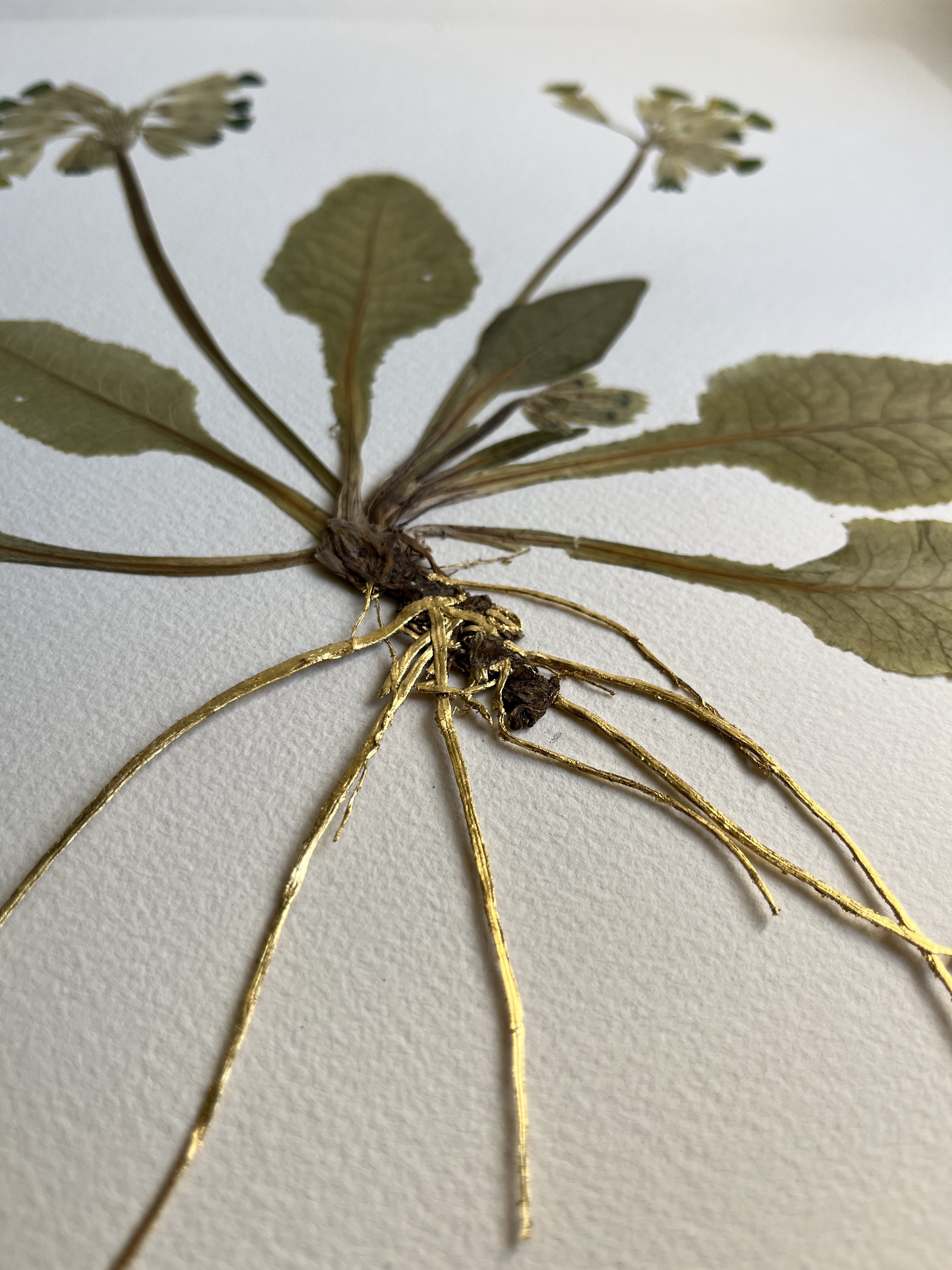 Primevère officinale – Image 2