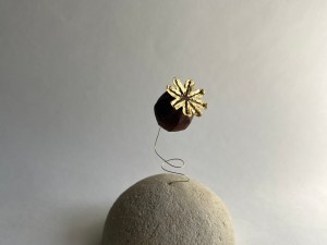 Solo Pavot - planète